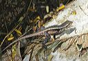 sceloporus_siniferus6392