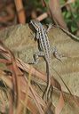 sceloporus_sp_7202