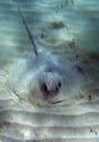 sting_ray_0297