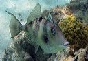 triggerfish0408