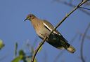 white-winged_dove_6834