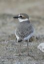 wilson_s_plover6543