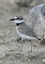 wilson_s_plover6546