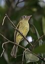 yellow-bellied_flycat_4dedb