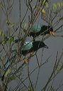 yucatan_jay7354