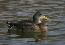 american_black_duck_x_38542