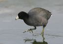 american_coot6068