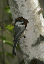 black-capped_chickade_38e6e