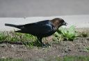 brown-headed_cowbird7710