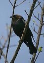 brown-headed_cowbird7908