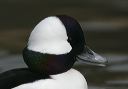 bufflehead6027