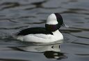 bufflehead6059