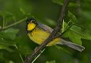 canada_warbler8104