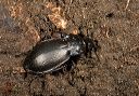 carabus_nemoralis_6279