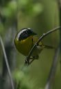 common_yellowthroat7964