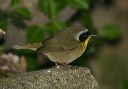 common_yellowthroat8017