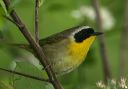 common_yellowthroat8057