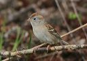 field_sparrow7783