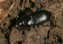 harpalus_sp7822