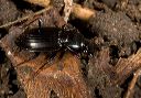 harpalus_sp_6307