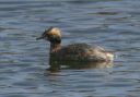 horned_grebe7583