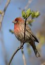 house_finch6344