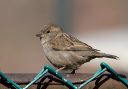 house_sparrow_6327