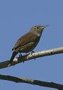 house_wren7881