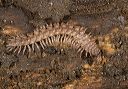 millipede_6296