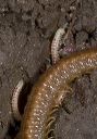 millipede_6351