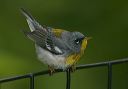 northern_parula8053