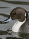 northern_pintail5941