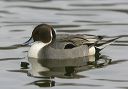 northern_pintail5966