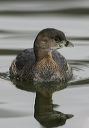 pied-billed_grebe5982