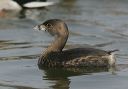 pied-billed_grebe6067