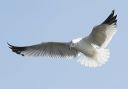 ring-billed_gull6087