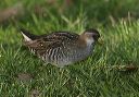 sora_rail