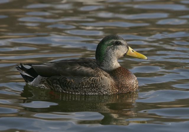 american_black_duck_x_38542.jpg