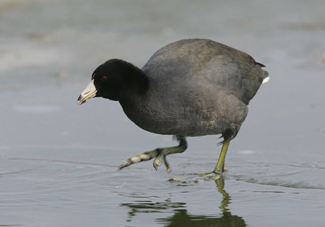 american_coot6068.jpg