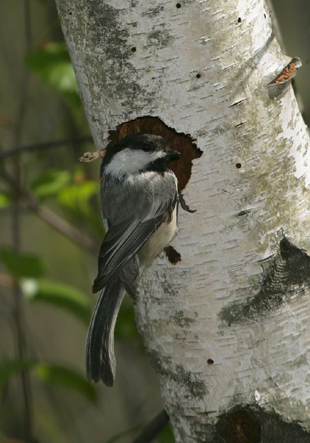 black-capped_chickade_38e6e.jpg