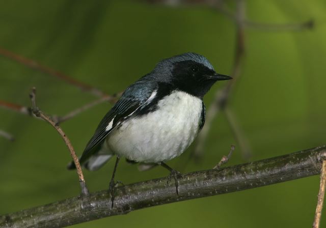 black-throated_blue_w_38e93.jpg