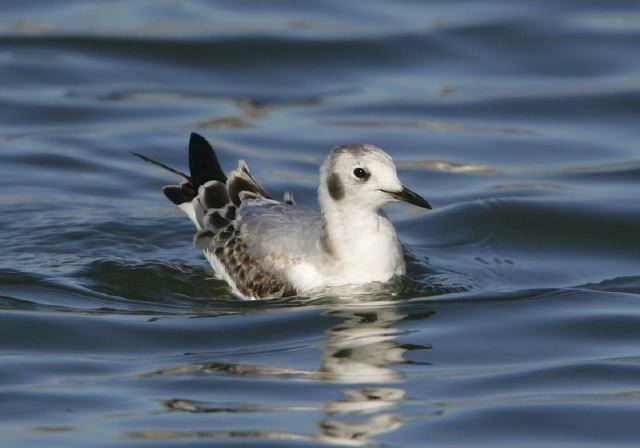 bonaparte_s_gull5626.jpg