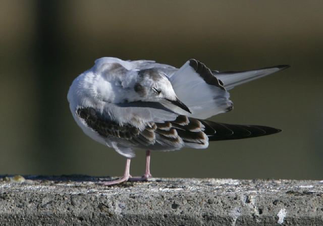 bonaparte_s_gull5655.jpg