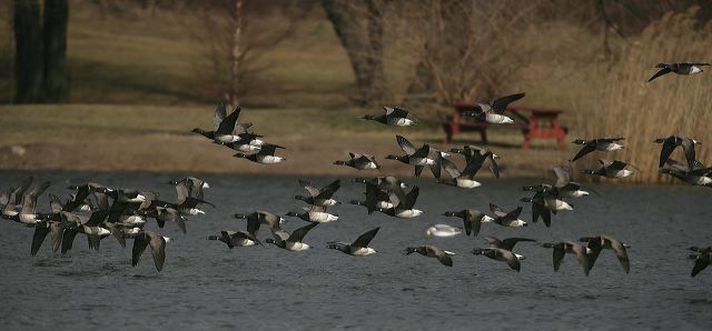 brant5930.jpg