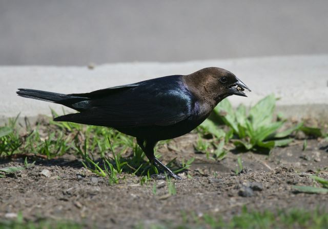 brown-headed_cowbird7710.jpg