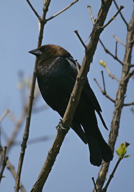 brown-headed_cowbird7908.jpg