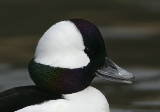 bufflehead6027.jpg