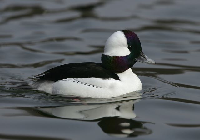 bufflehead6059.jpg