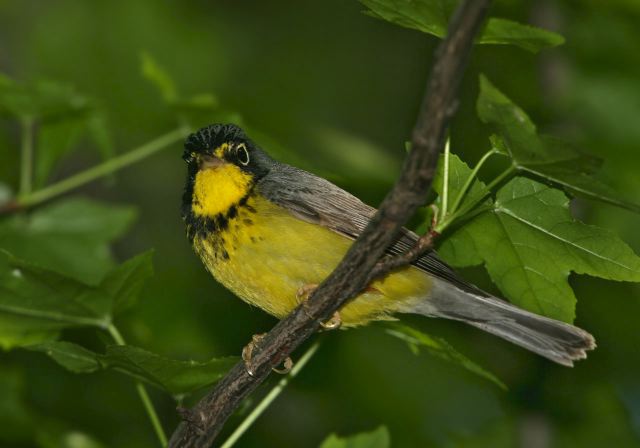 canada_warbler8104.jpg