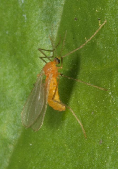 cecidomyiidae8030.jpg